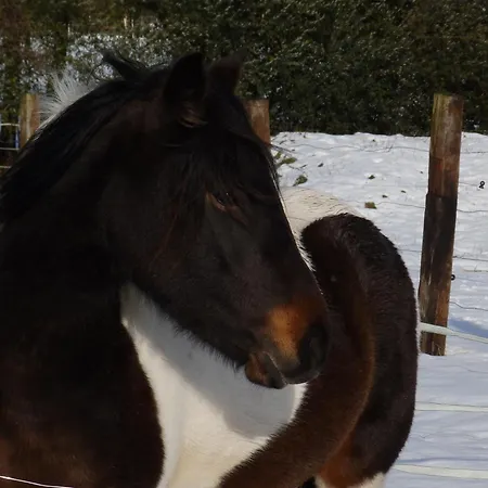 Avec Jacuzzi Privatif Et Piscine Privative - Haras Le Val Du Conte Nyaraló Le Bouillon (Orne)