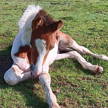 Avec Jacuzzi Privatif - Haras Le Val Du Conte * Le Bouillon (Orne)