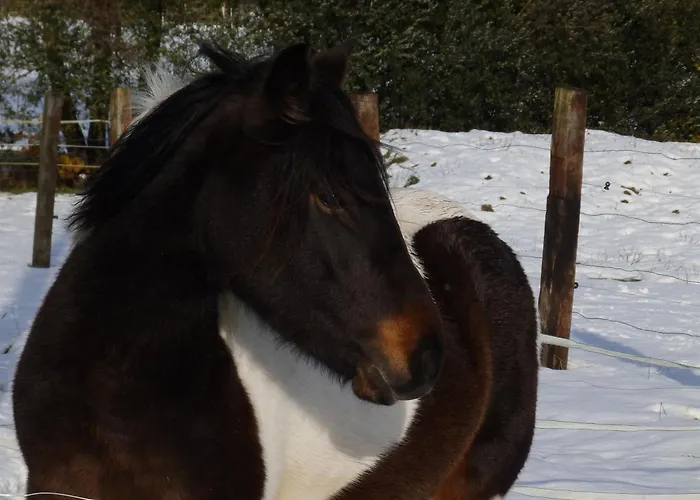 Avec Jacuzzi Privatif - Haras Le Val Du Conte Ferienhaus Le Bouillon (Orne)