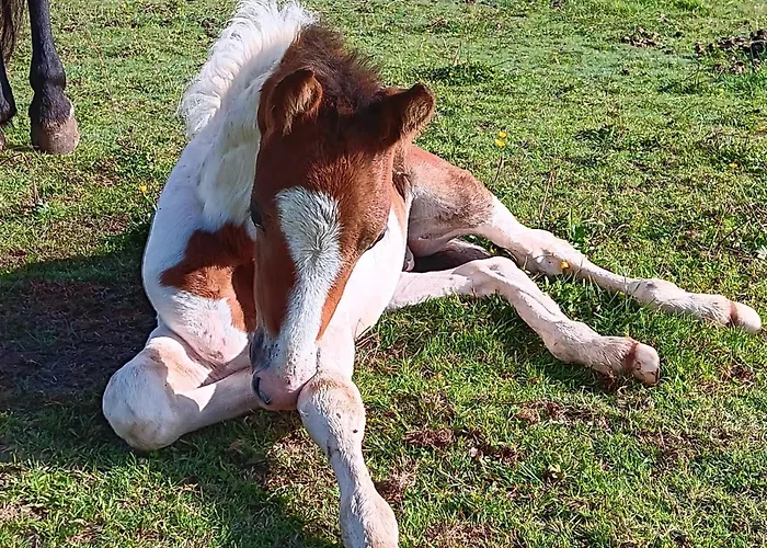 Avec Jacuzzi Privatif - Haras Le Val Du Conte * Le Bouillon (Orne)
